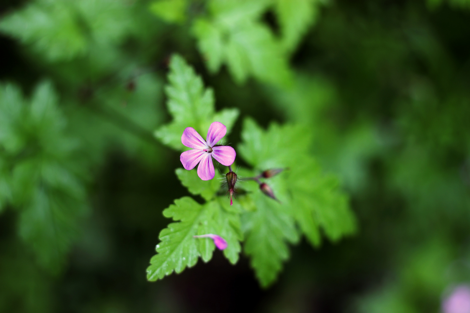 Waldblüte