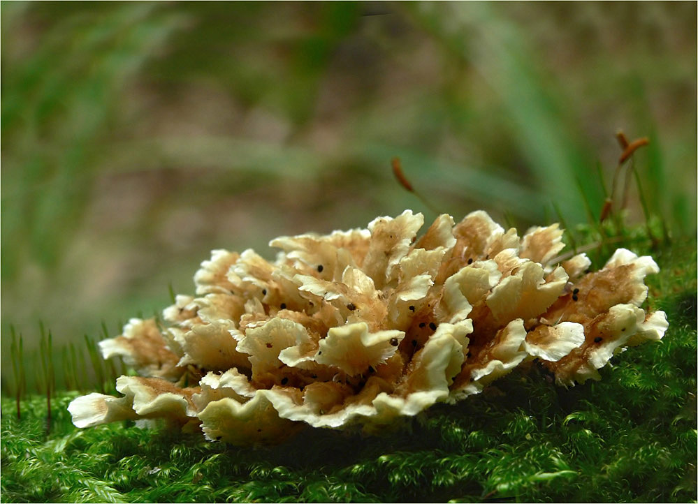 Waldblüte