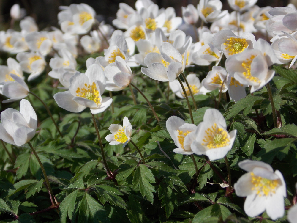 Waldblüten