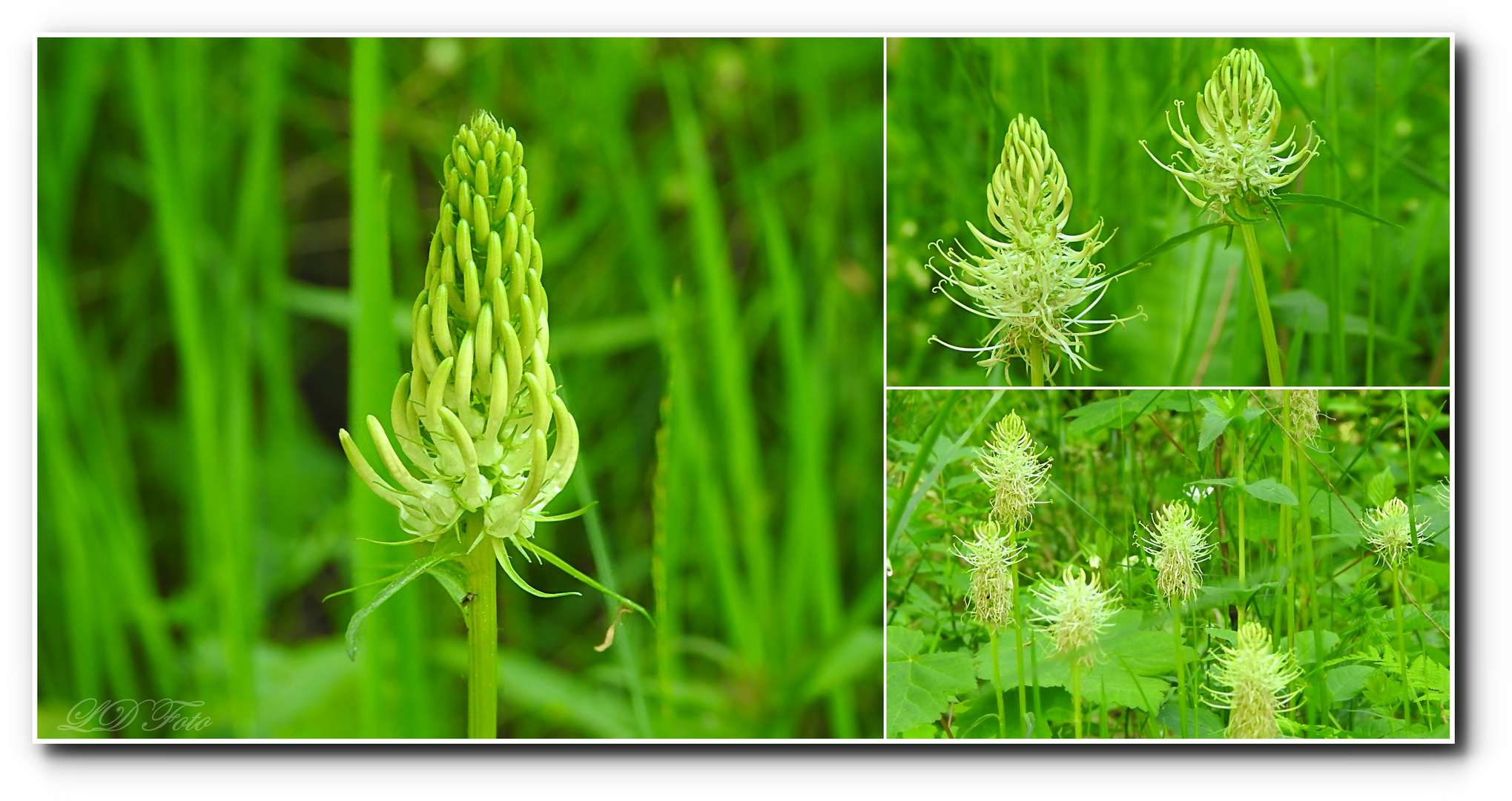 Waldblüten