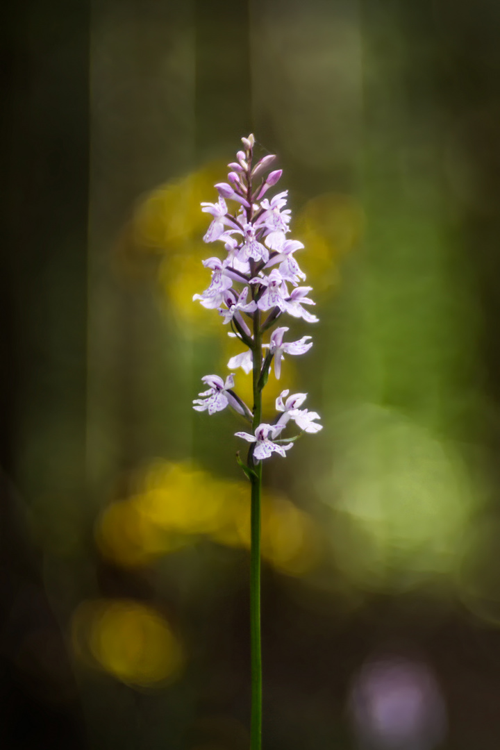 Waldblüten