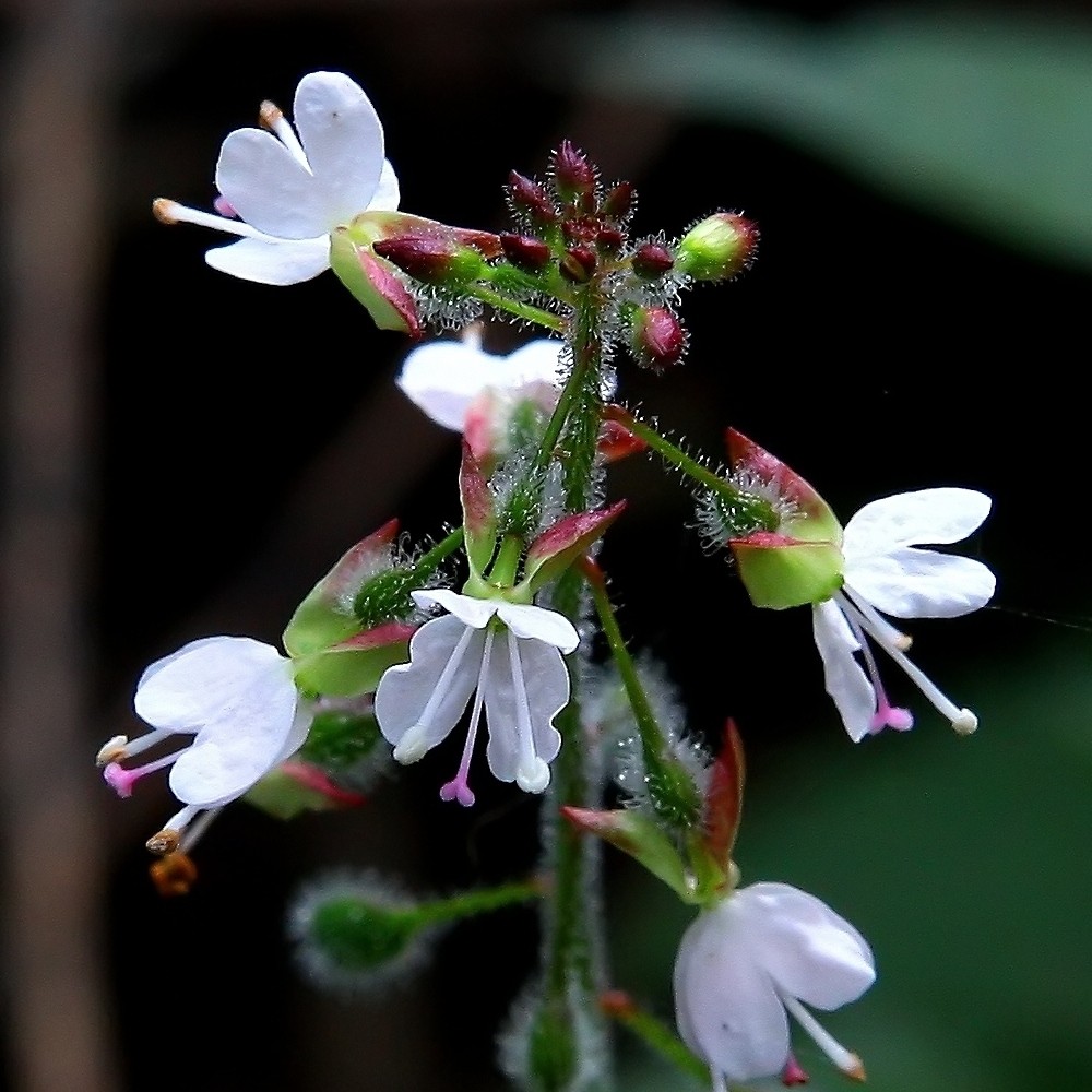 Waldblüten