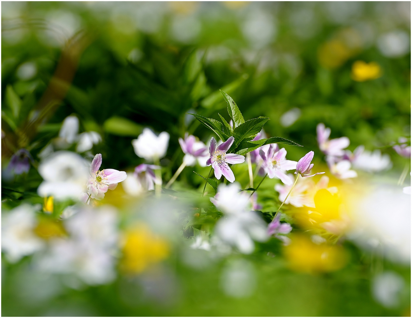 Waldblüten