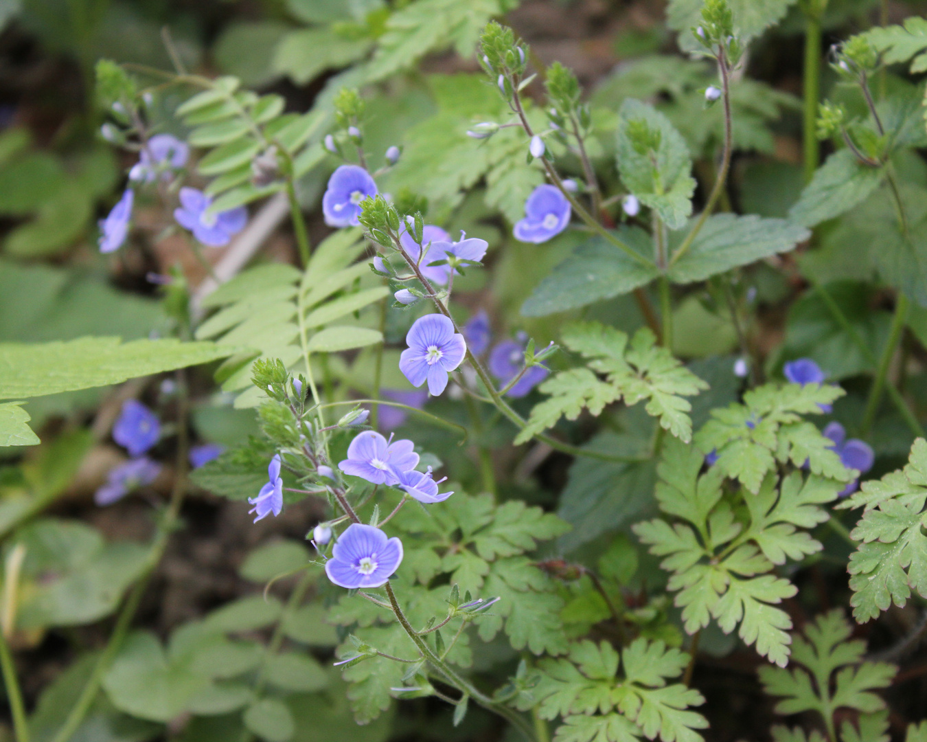 Waldblüten I