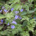 Waldblüten I