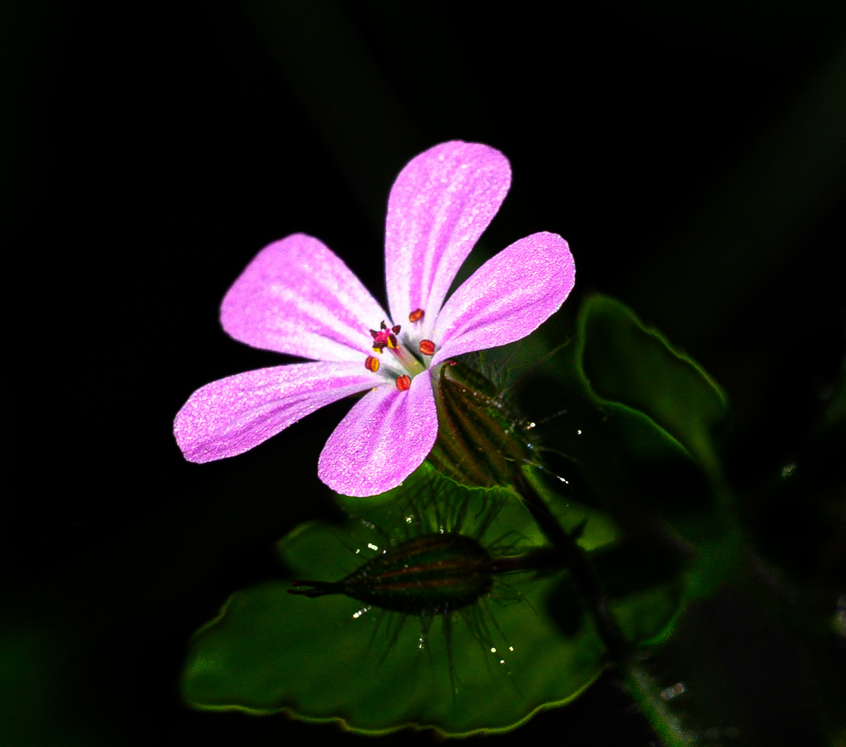 Waldblume