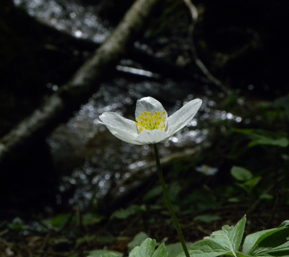 Waldblume