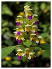 Waldblume 4