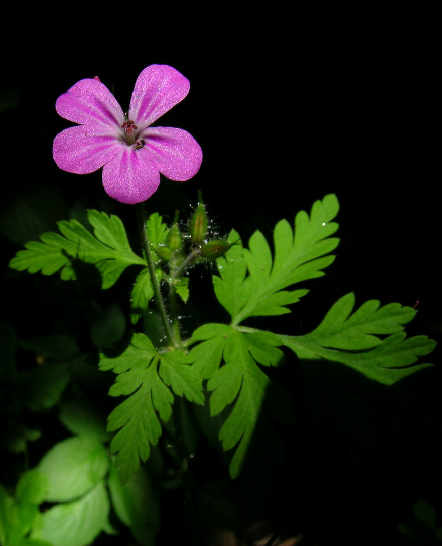 Waldblume