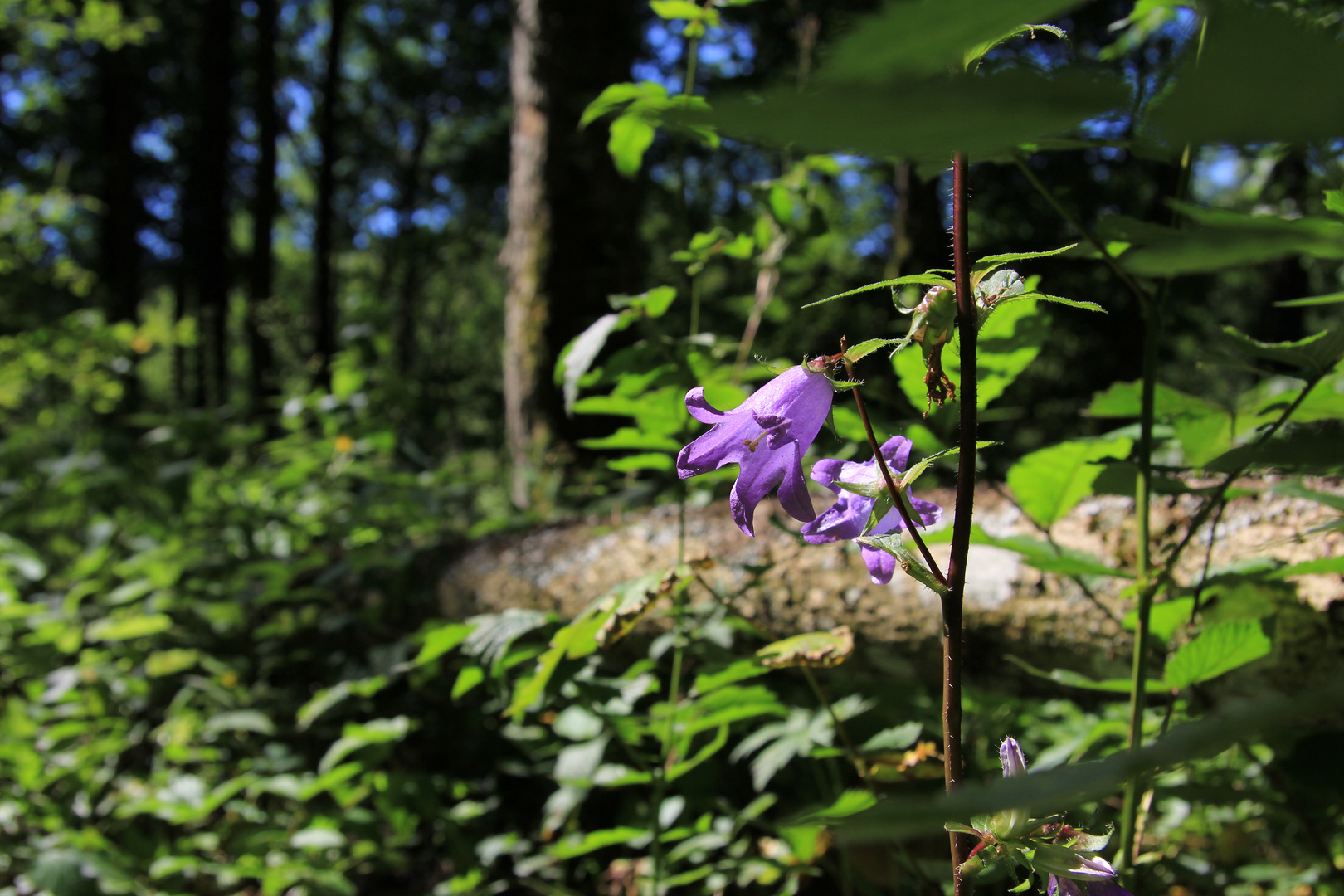 Waldblume