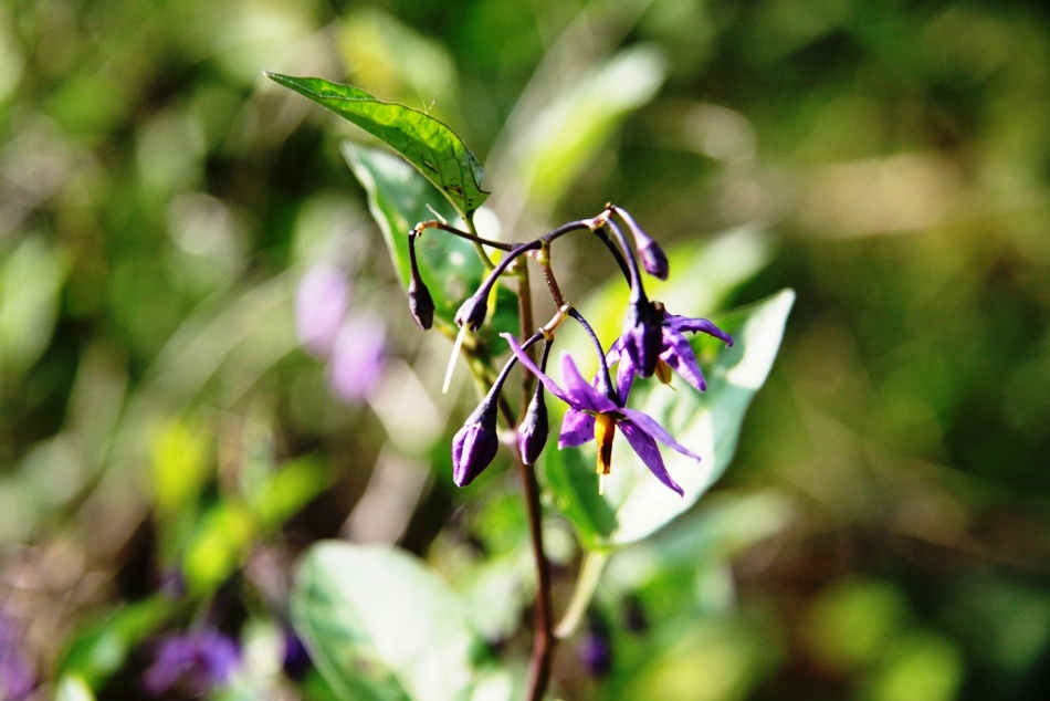 Waldblume