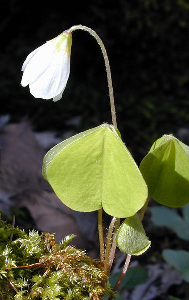 Waldblume