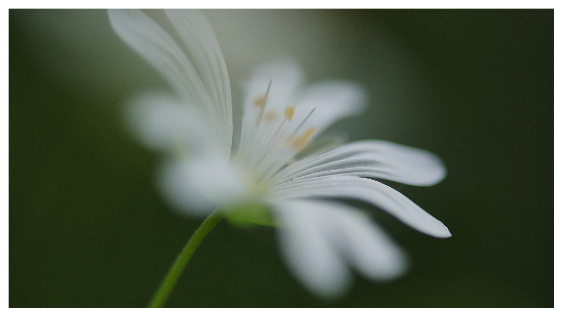 Waldblume