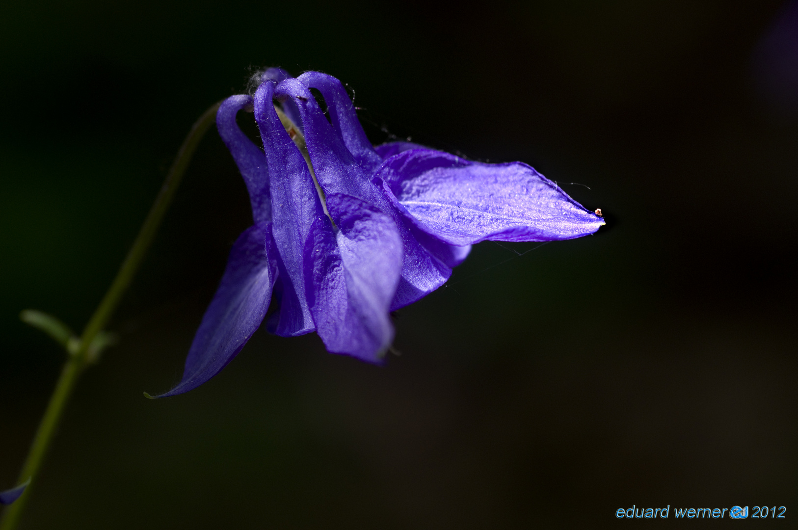 Waldblume