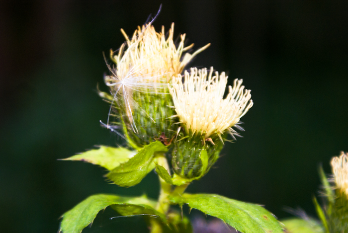 Waldblume