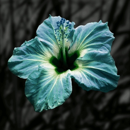 waldblume