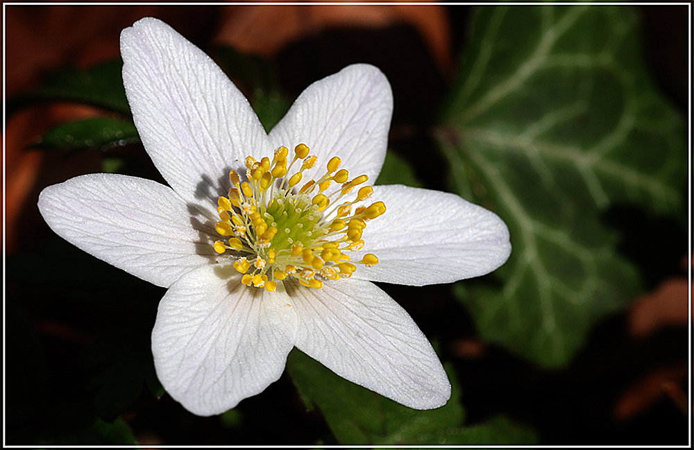 Waldblume