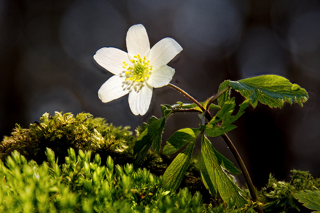 Waldblume