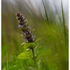 Waldblume im Wind