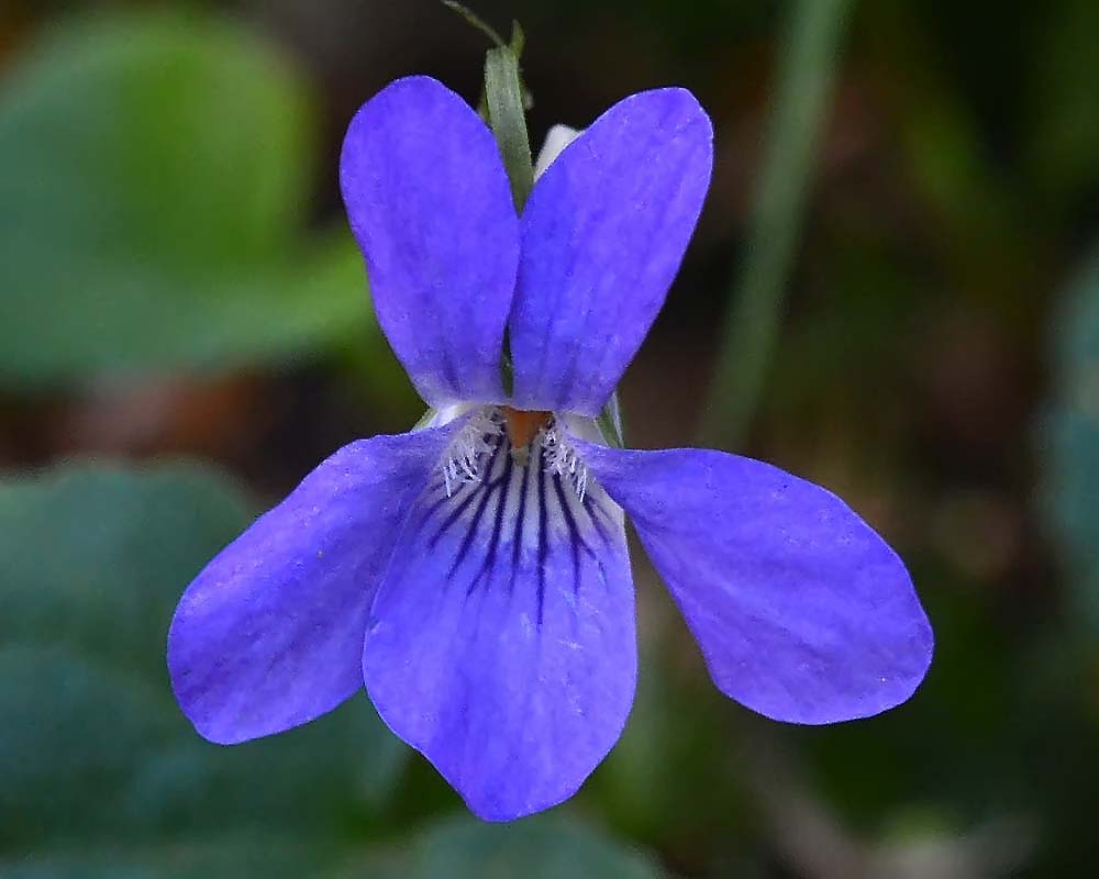 Waldblume violett