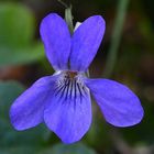 Waldblume violett