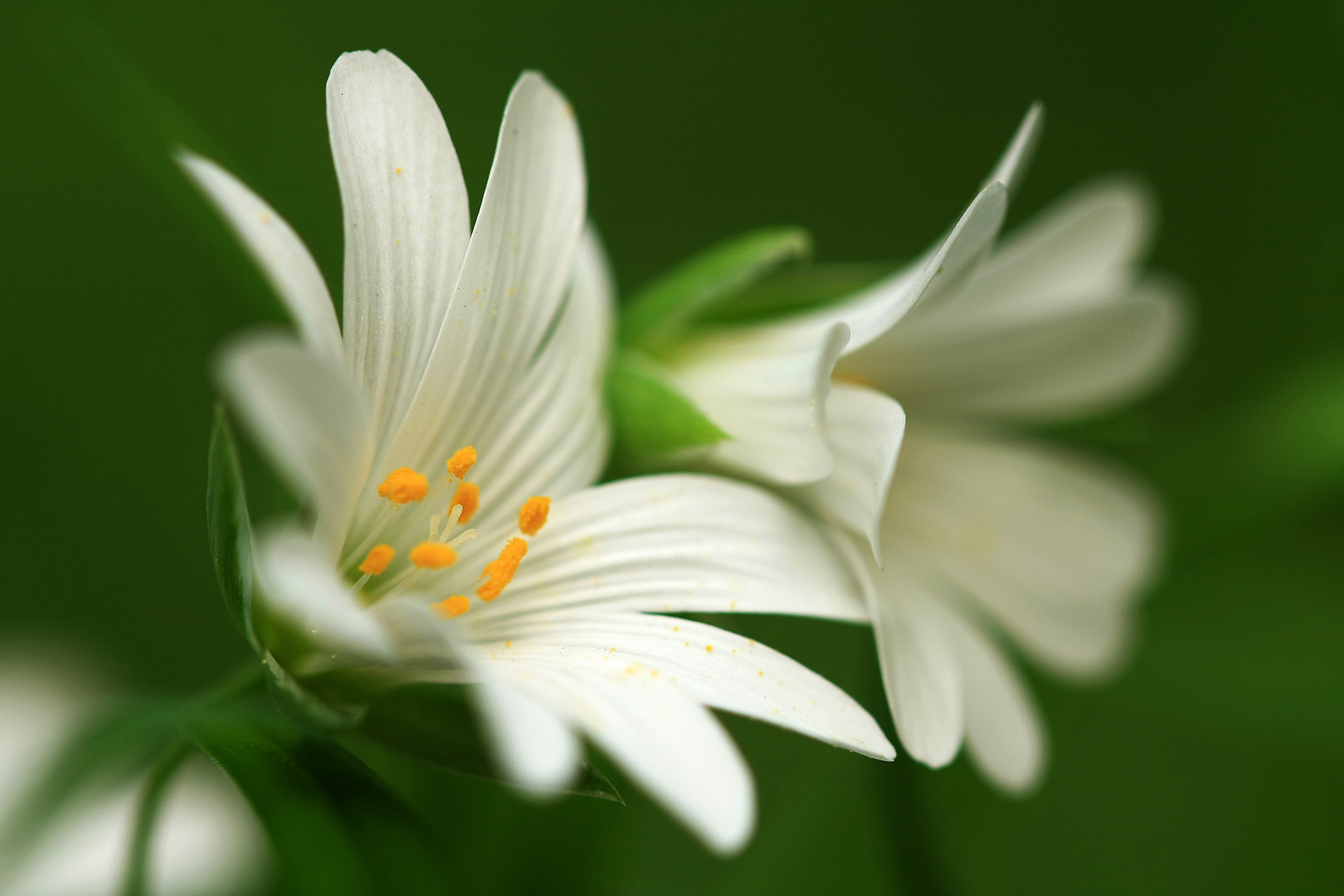 Waldblumen