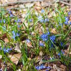 Waldblumen