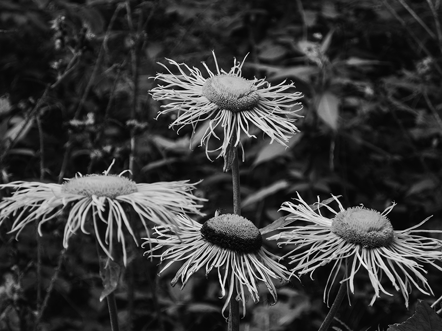 Waldblumen