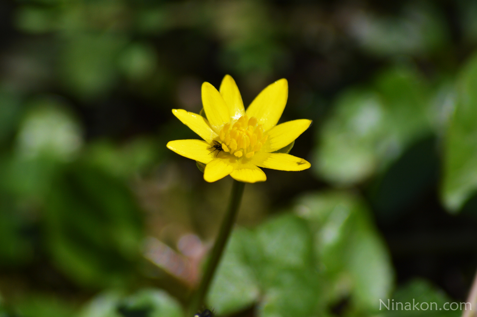 Waldblumen