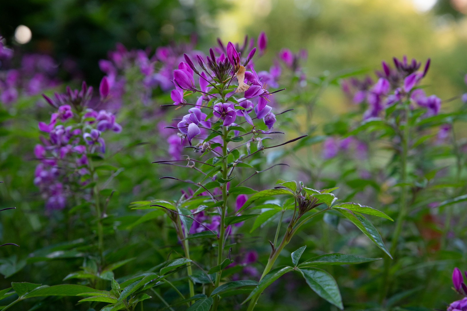 Waldblumen