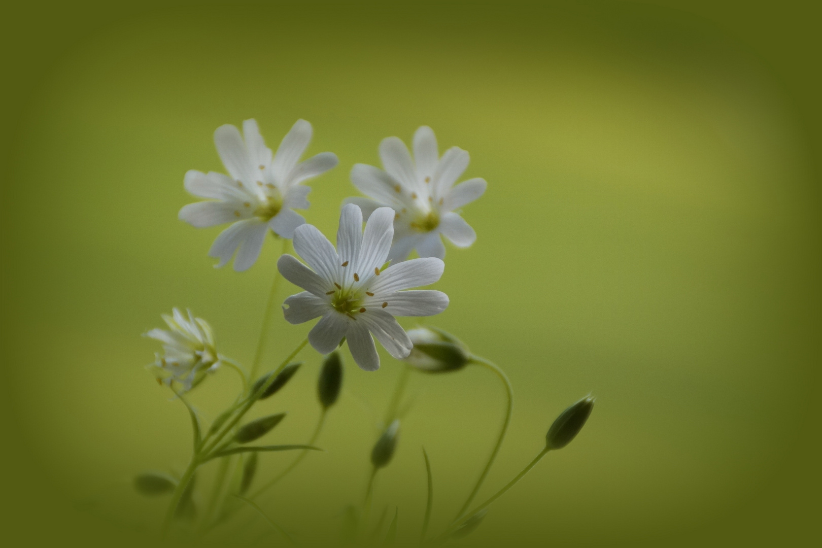 Waldblumen