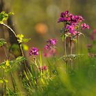 Waldblumen am Abend