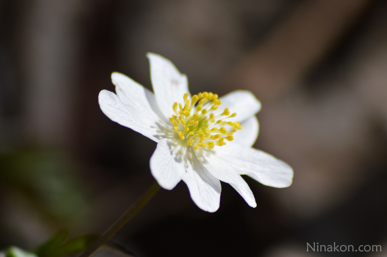 Waldblumen