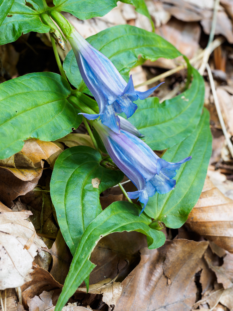 Waldblumen