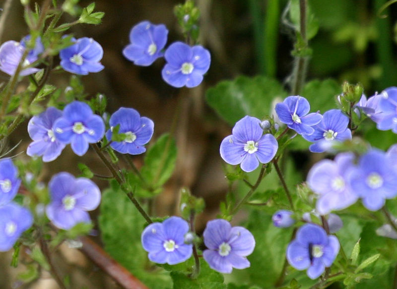 Waldblumen