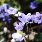 Waldblumen im Altmühltal