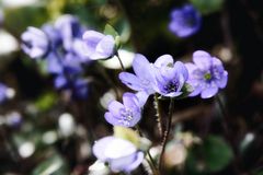 Waldblumen im Altmühltal