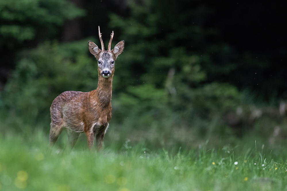 Waldbock