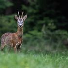 Waldbock