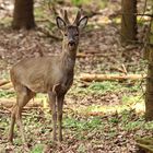 Waldbock