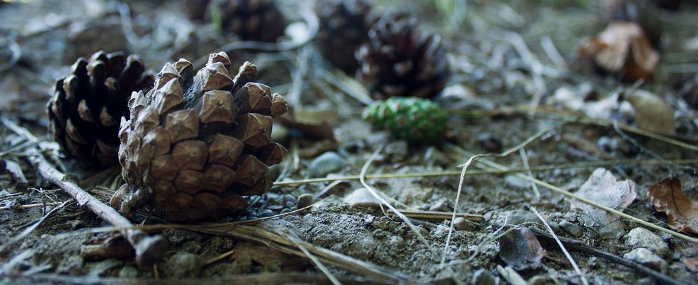 Waldboden Foto & Bild | archiv - kritik am bild, kritik am bild, natur