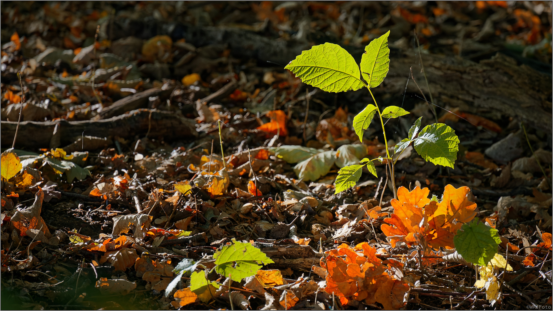 Waldboden (2)