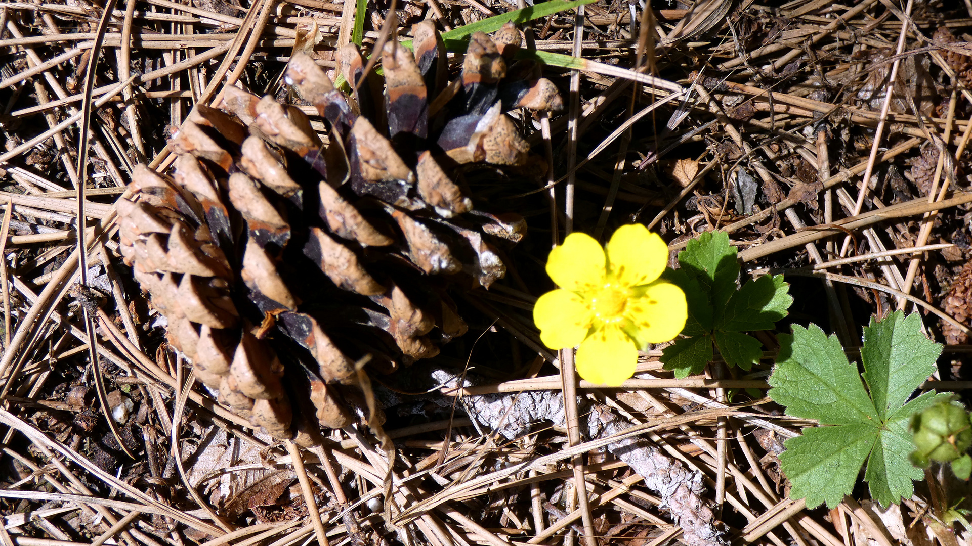 Waldboden