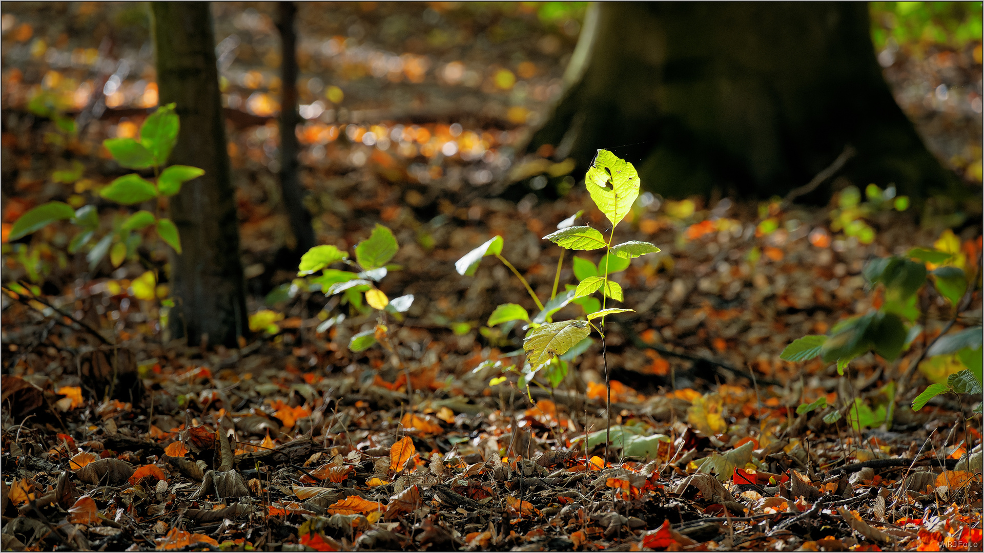 Waldboden (3)