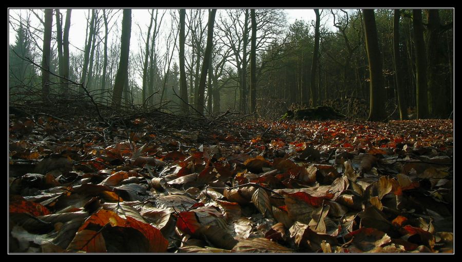 Waldboden