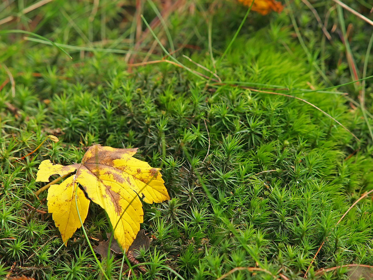 waldboden