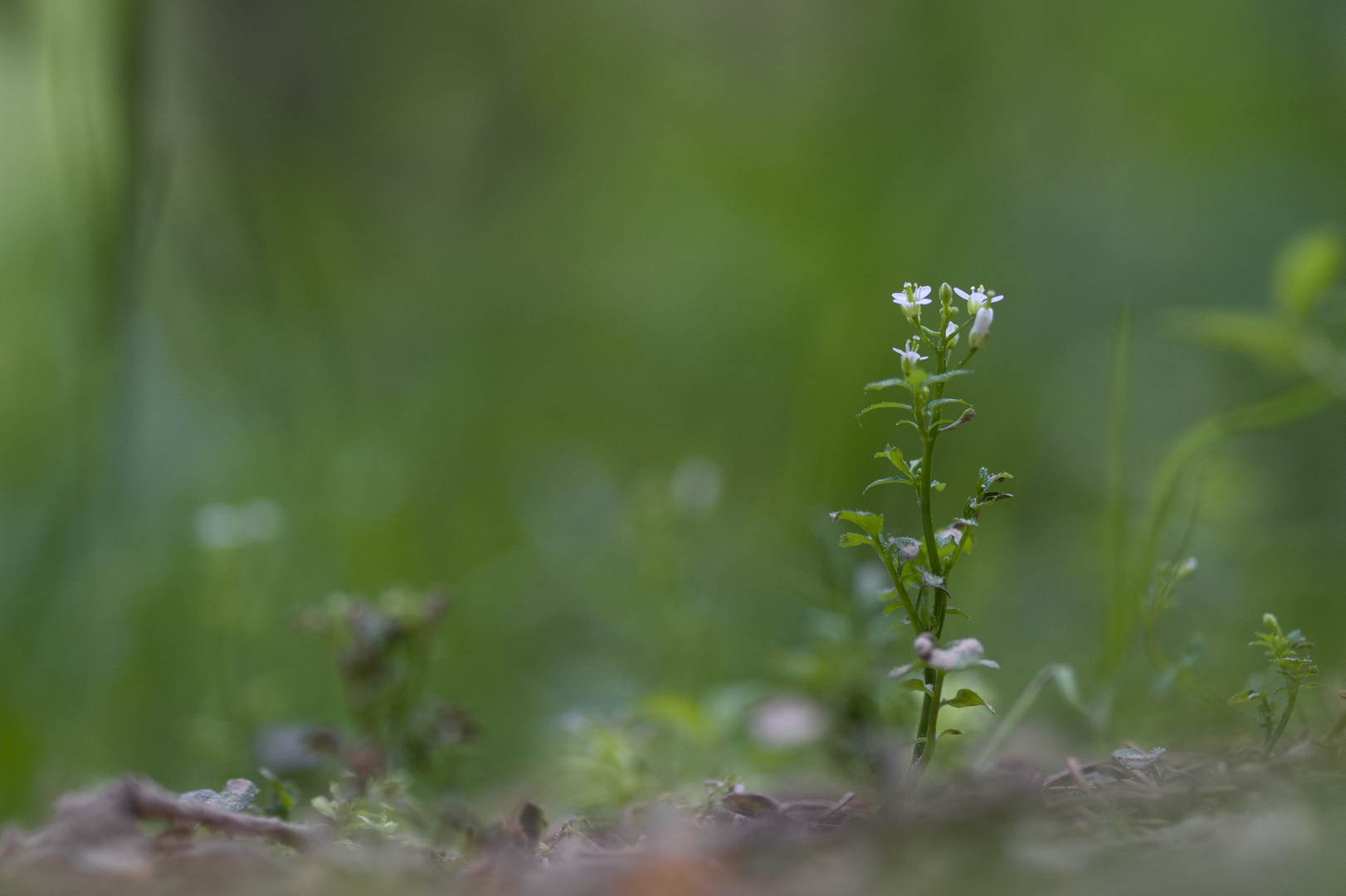 Waldboden