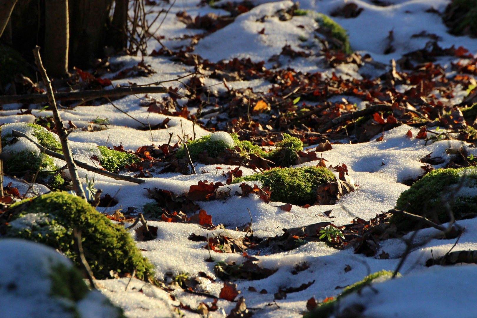 Waldboden