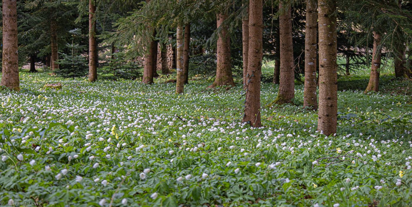 Wald.Boden