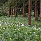 Wald.Boden